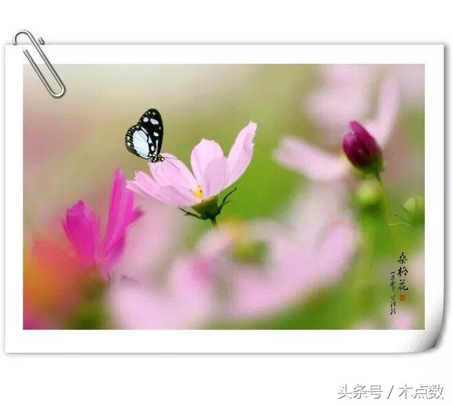 关于鱼的唯美句子古风（人生就像鱼的经典短语）