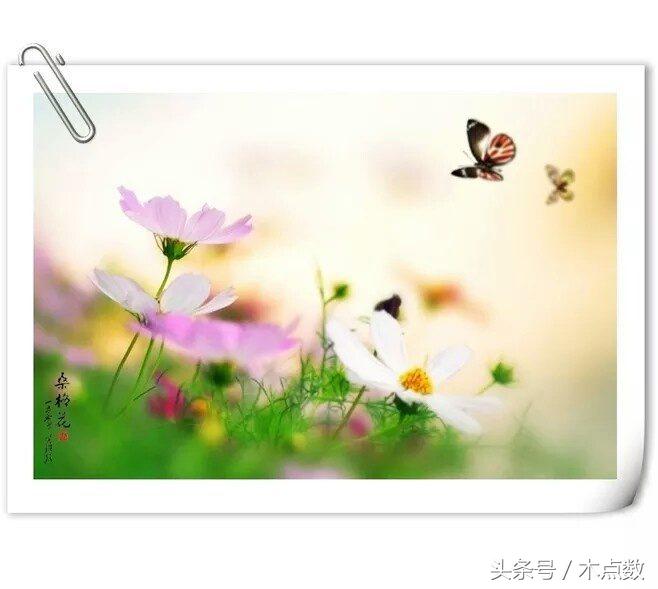 关于鱼的唯美句子古风（人生就像鱼的经典短语）