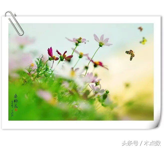 关于鱼的唯美句子古风（人生就像鱼的经典短语）