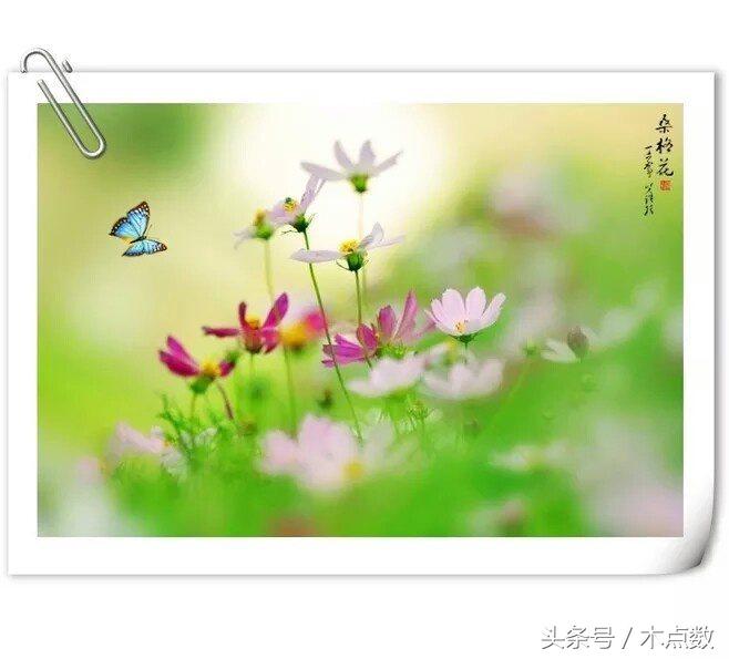 关于鱼的唯美句子古风（人生就像鱼的经典短语）
