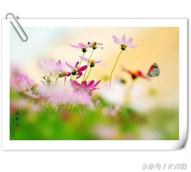 关于鱼的唯美句子古风（人生就像鱼的经典短语）