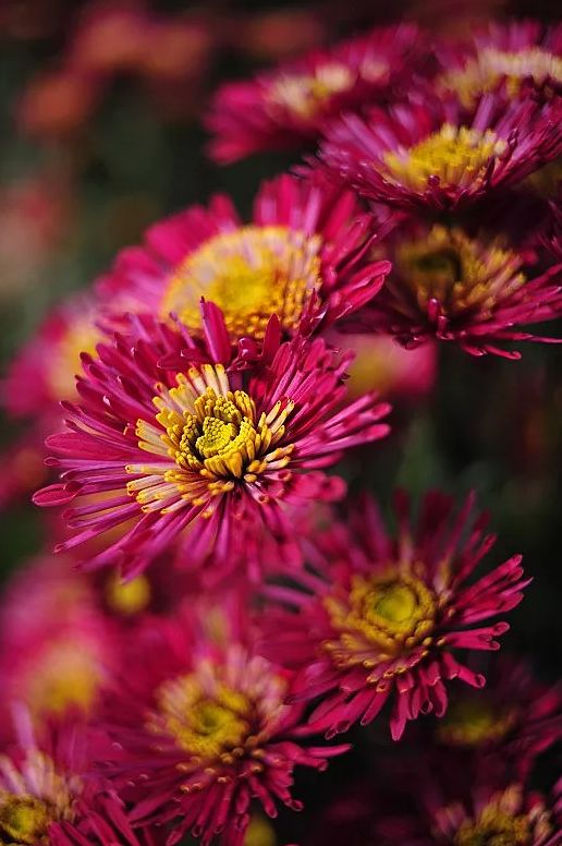 元稹菊花的古诗及赏析（菊花元稹偏爱菊的原因）