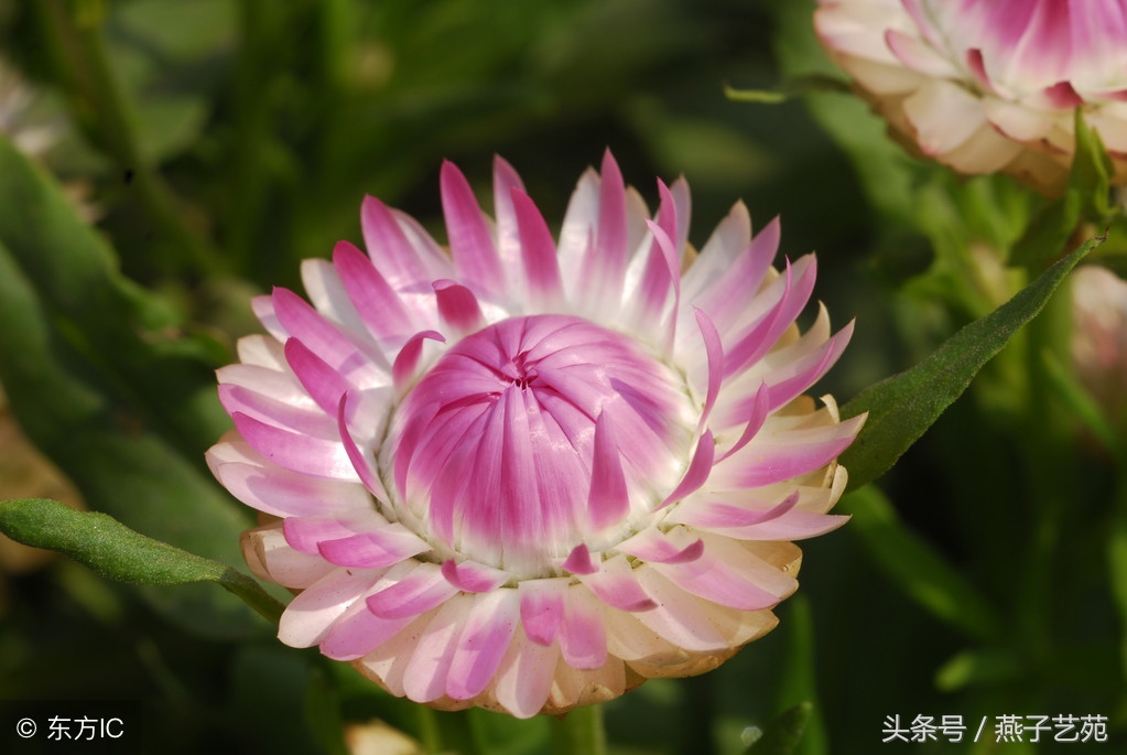 咏菊诗有哪些（最值分享的30首咏菊诗）