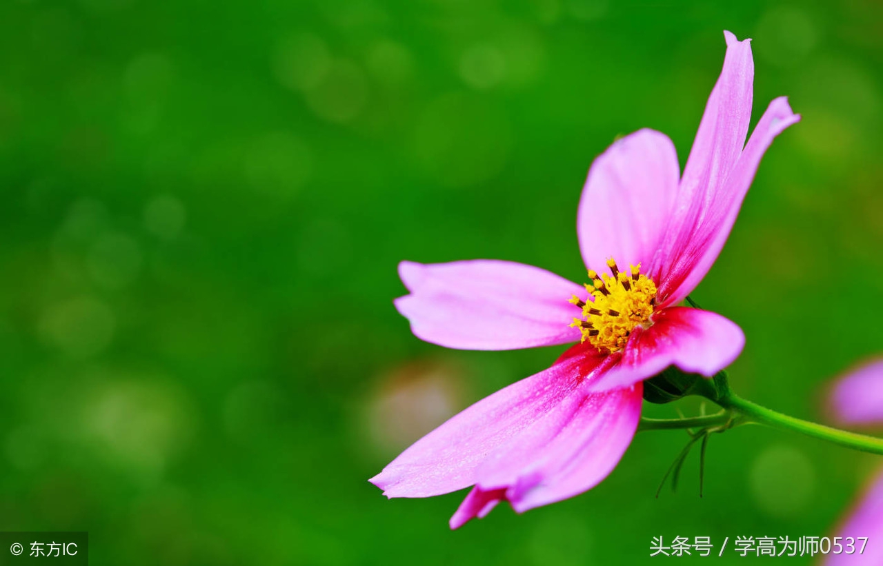 六年级好词好句好段摘抄大全（小学必须掌握的好词好句）