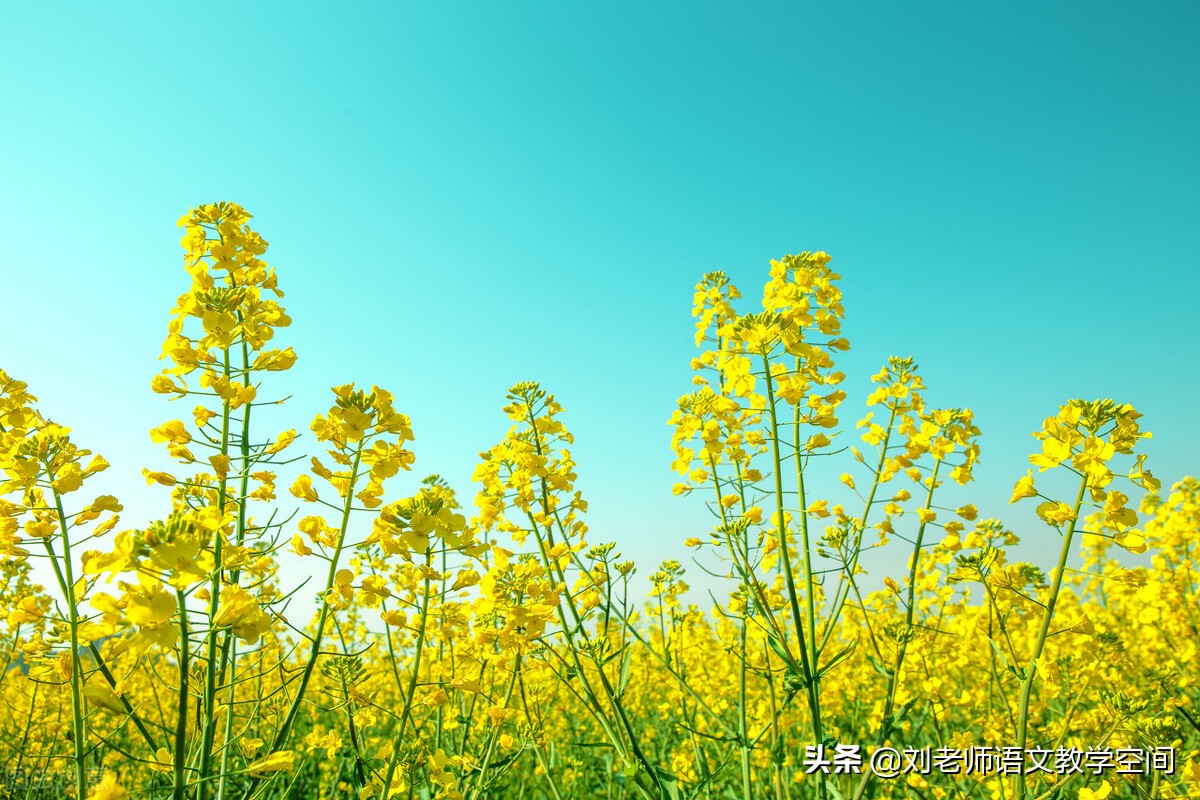经典现代诗赏析大全（现代诗歌详细赏析）