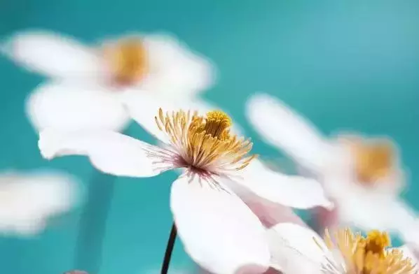 李煜的相见欢原文翻译（相见欢全文赏析）