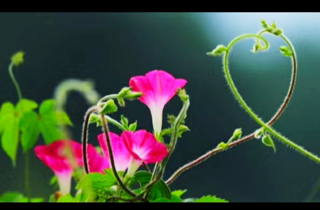 描写牵牛花的诗句有哪些（赞美喇叭花的3首古诗）