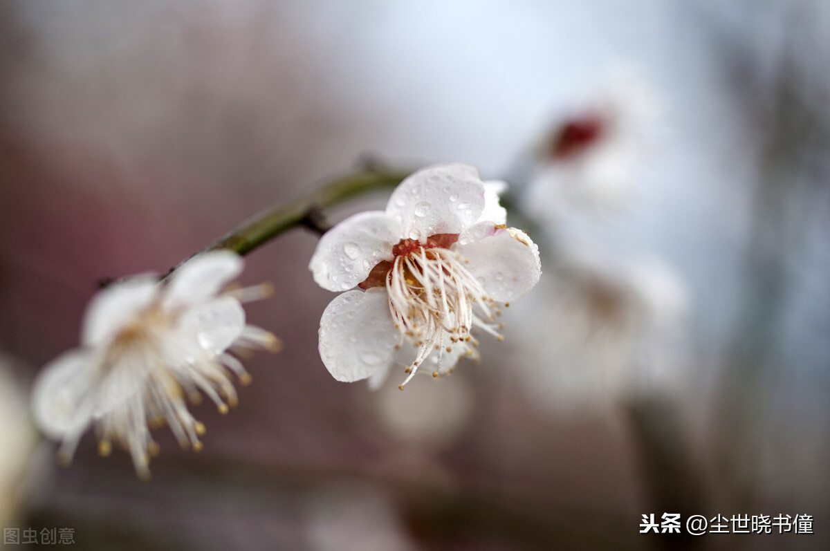 早春古诗白玉蟾的诗（白玉蟾诗词全集）
