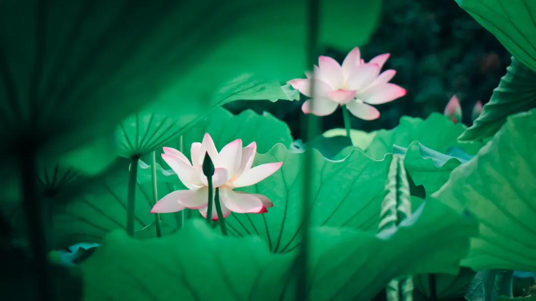 关于荷花的诗句古诗（莲花最有禅意的句子）