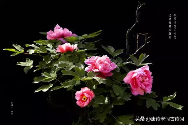 描写牡丹花的优美句子（描写洋牡丹的优美句子）