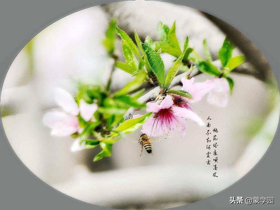 春天描写风的句子大全（春雨微风的优美短句）