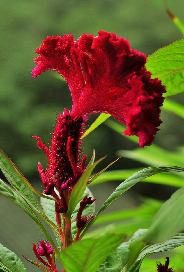描写花的古诗有哪些（赞美花的古诗大全）
