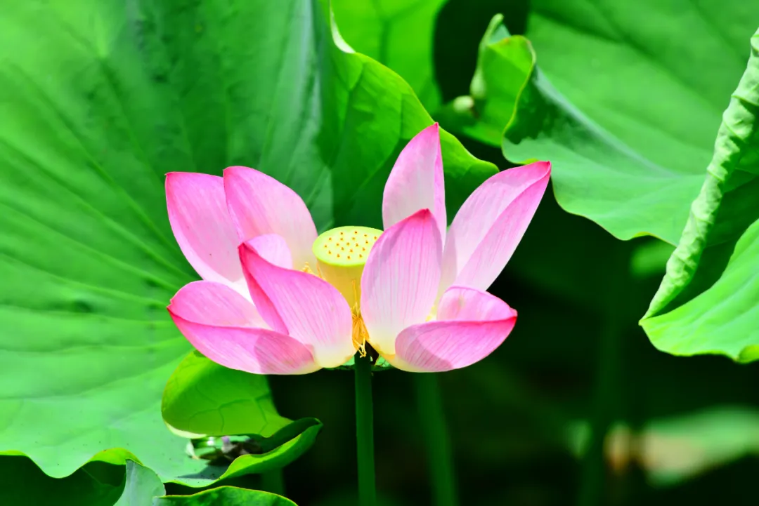 关于荷花的诗句古诗（莲花最有禅意的句子）