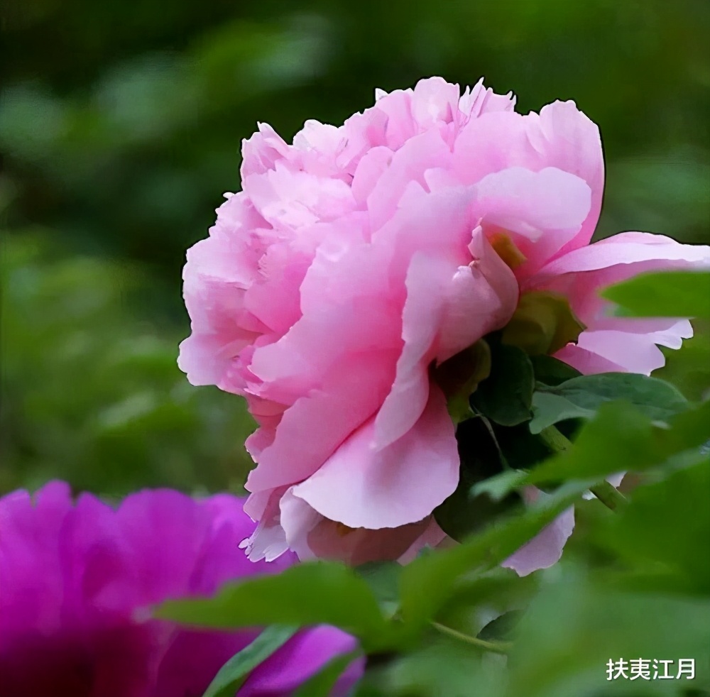写牡丹的诗句古诗名句（赞美牡丹的经典诗句）