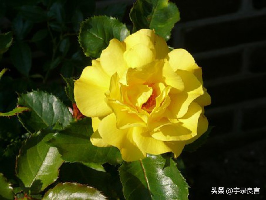 抖音人生如戏的经典短句（人生如戏的经典语录）