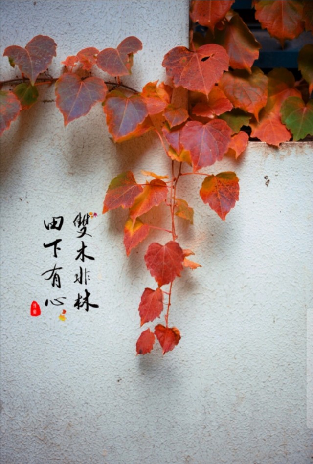 自强不息的诗句名言（关于自强不息的好段摘抄）