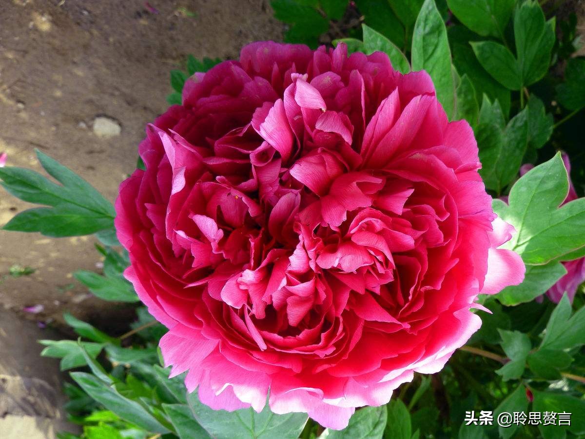 生日诗词大全唯美句子（精选这42首祝福古诗）