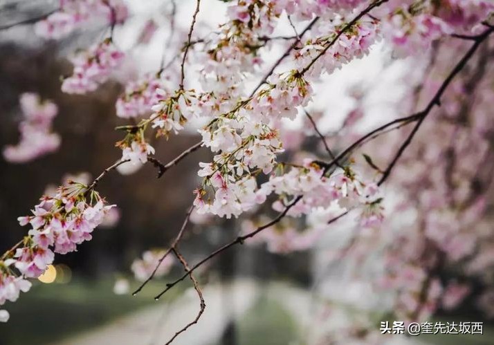 春天的诗句景色现代诗（春天的诗歌现代诗分享）