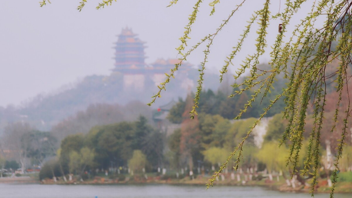 春风古诗白居易译文（春风唐白居易的古诗）