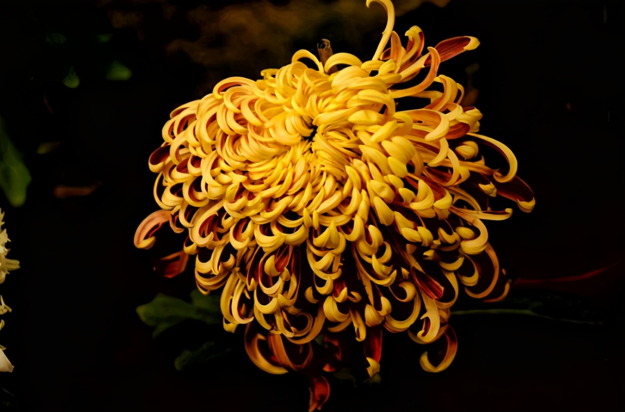 重阳诗词鉴赏（重阳节的现代七言诗）