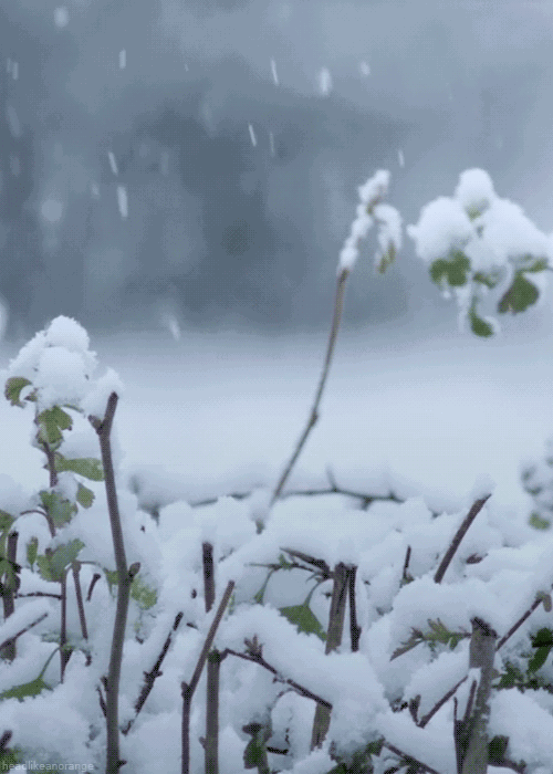 关于雪的诗词有哪些（赞美雪景的十首古诗词赏析）