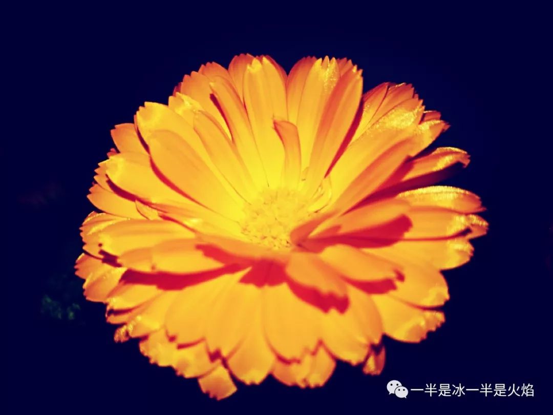 描写冬天的文章精选（冬天向暖而行原文赏析）