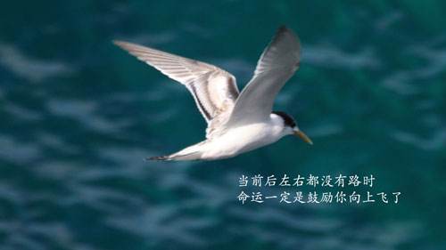 把握机会的经典句子（关于及时把握机会的名言）