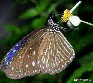 昆虫记精彩片段摘抄（昆虫记好句好段赏析及摘抄）