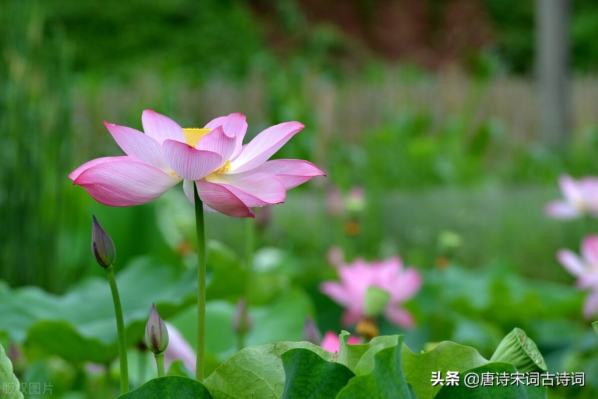 夏至的诗句唐诗最好（关于夏至的经典古诗）