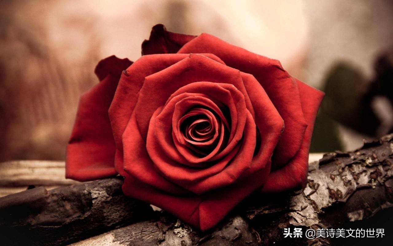 席慕蓉的情诗有哪些（适合表白的现代情诗）