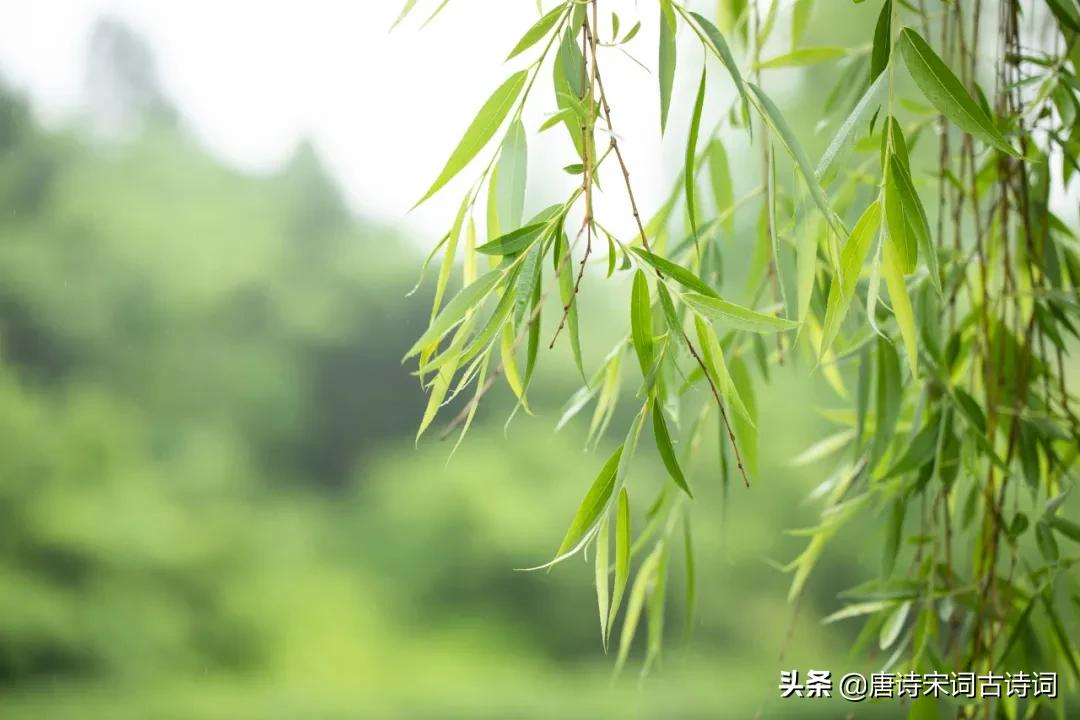 描写风的诗词名句（含风字的飞花令诗句）