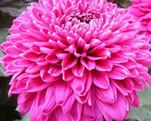 菊花古诗词名句（最动人的菊花诗）