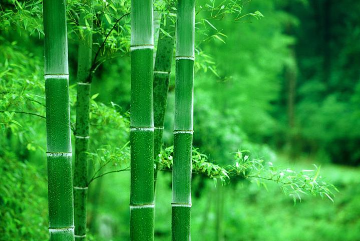 我喜欢含羞草作文300（观察含羞草的特点）