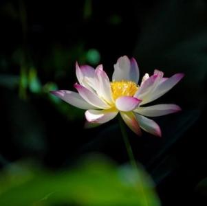 写青春的现代诗句（关于青春的现代诗歌精选）
