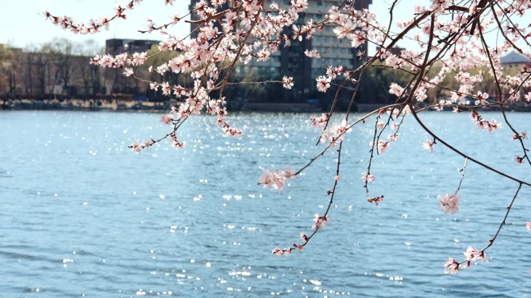 与桃花有关的诗句有哪些（写桃花的诗句古诗）