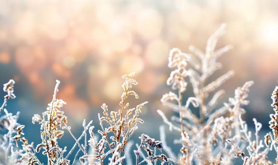 关于描写雪的句子有哪些（赞美雪景的诗句赏析）