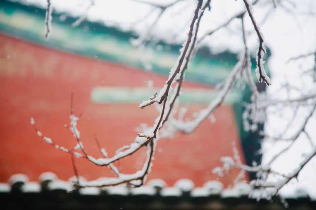 描写雪景的诗句有哪些（关于描写雪的诗句）