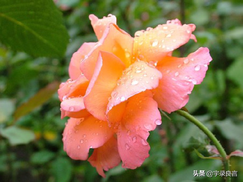句句说到心坎上的句子（说不出的压抑和心累）