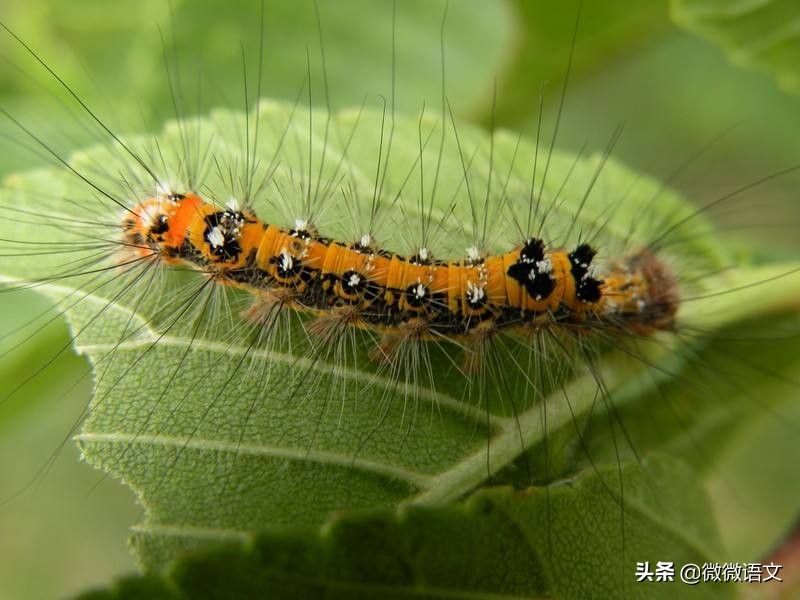昆虫记精彩片段摘抄（昆虫记好句好段赏析及摘抄）