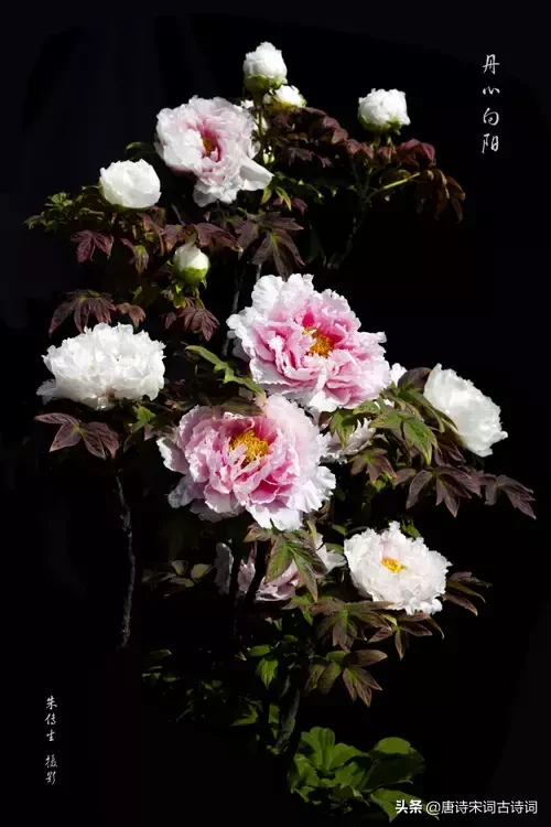 描写牡丹花的优美句子（描写洋牡丹的优美句子）