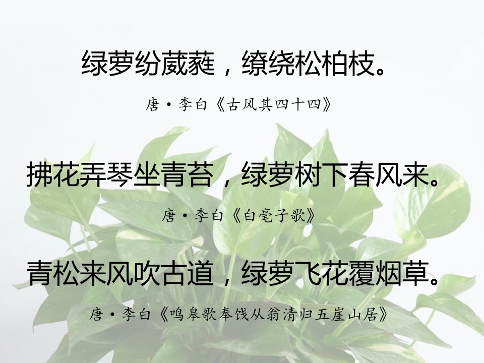 一句话赞美绿萝诗句（有关绿萝的经典名诗）