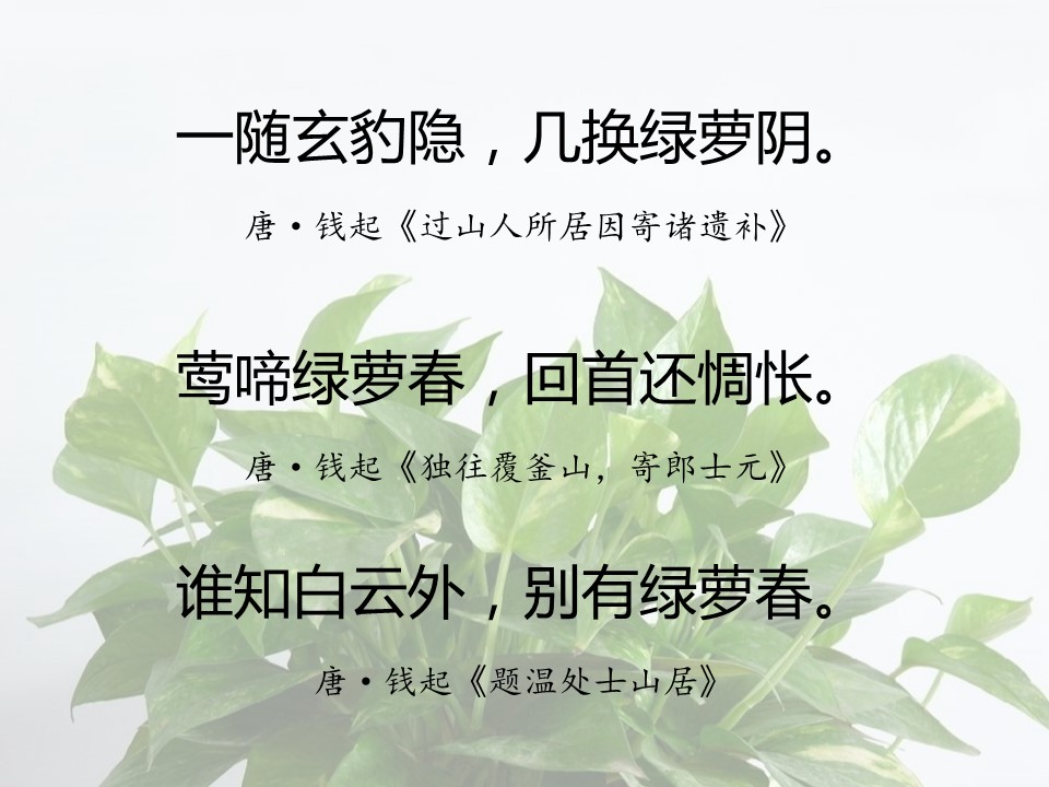 一句话赞美绿萝诗句（有关绿萝的经典名诗）