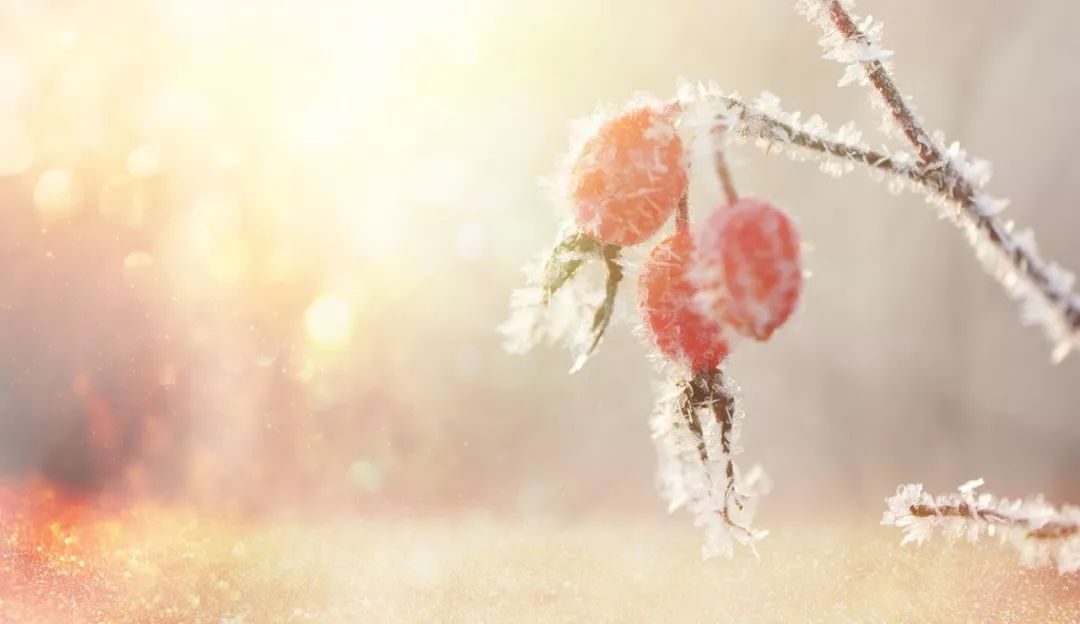 关于描写雪的句子有哪些（赞美雪景的诗句赏析）