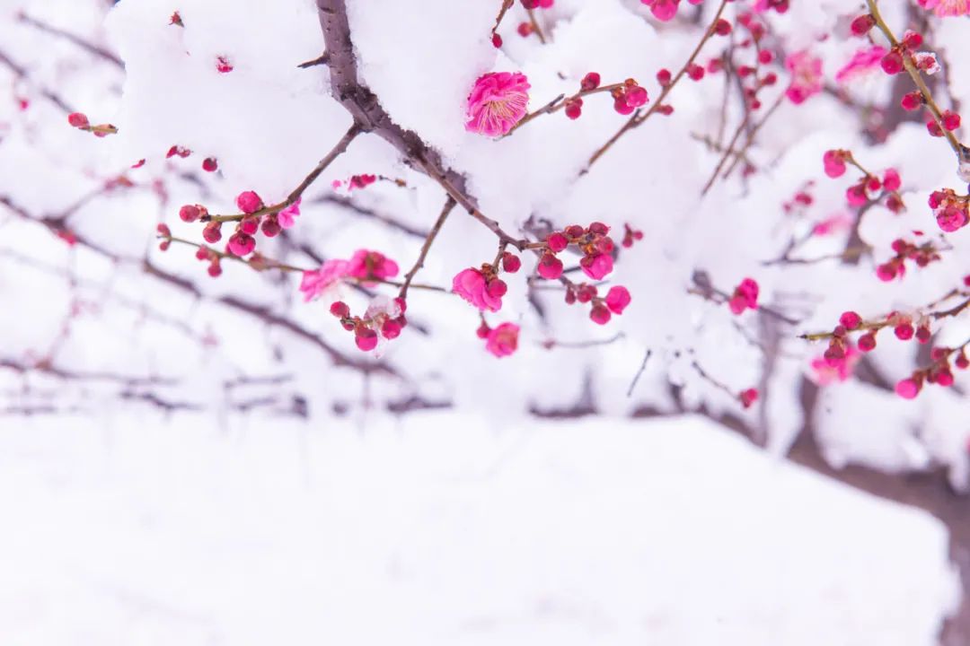 描写雪景的诗句有哪些（关于描写雪的诗句）