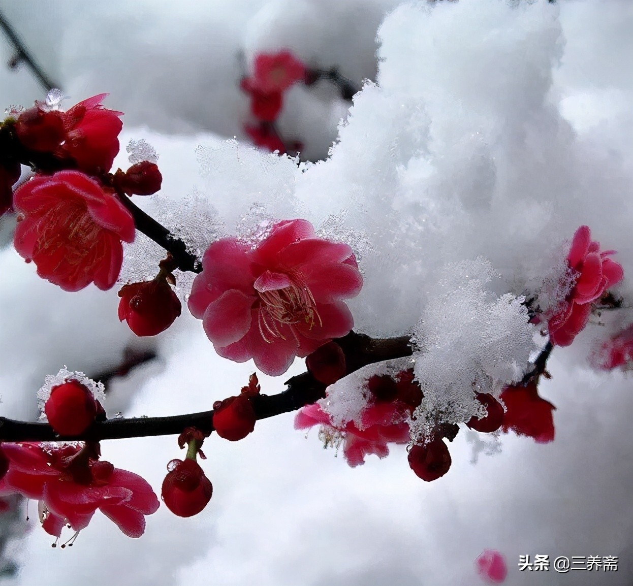 梅花诗十首解读（最经典的梅花诗）