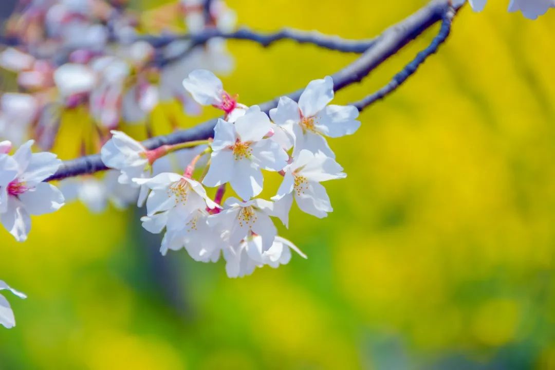春花的诗句有哪些（描写春花的古诗）