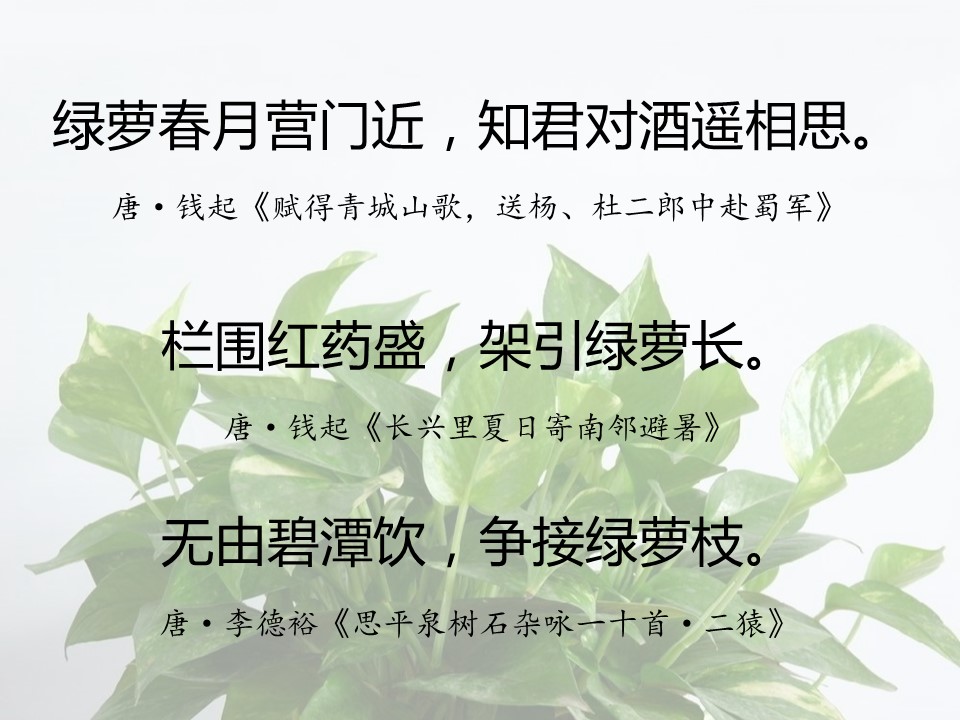 一句话赞美绿萝诗句（有关绿萝的经典名诗）