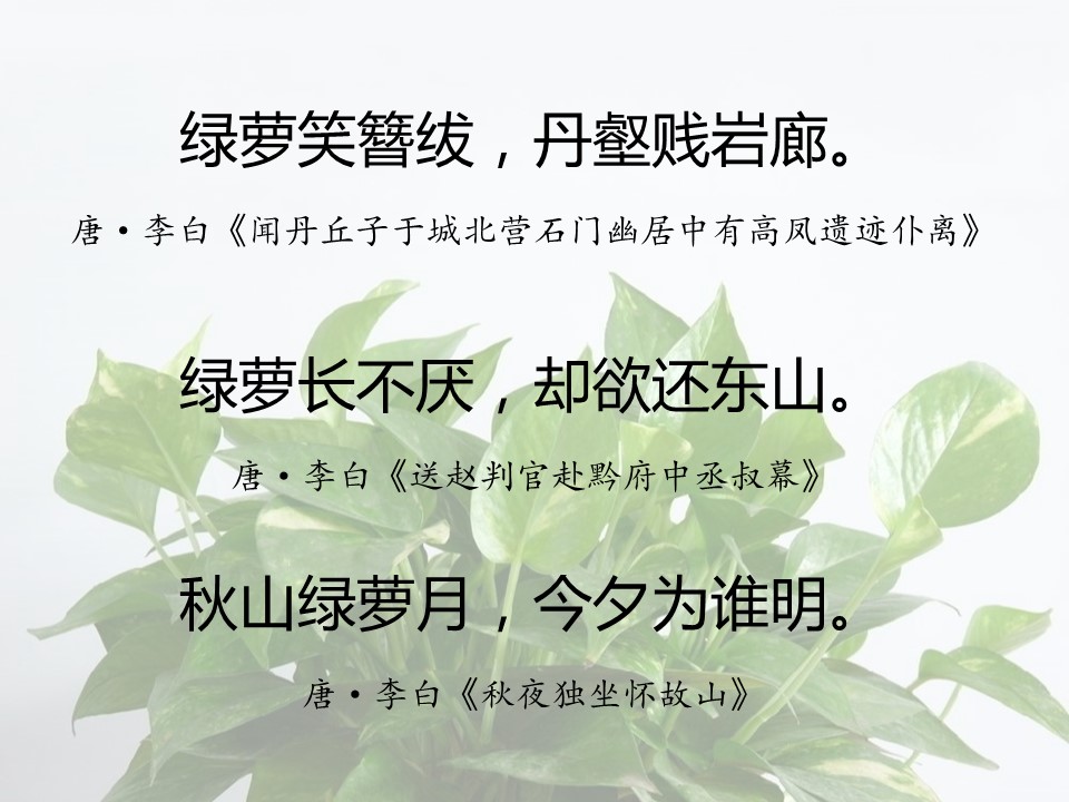 一句话赞美绿萝诗句（有关绿萝的经典名诗）