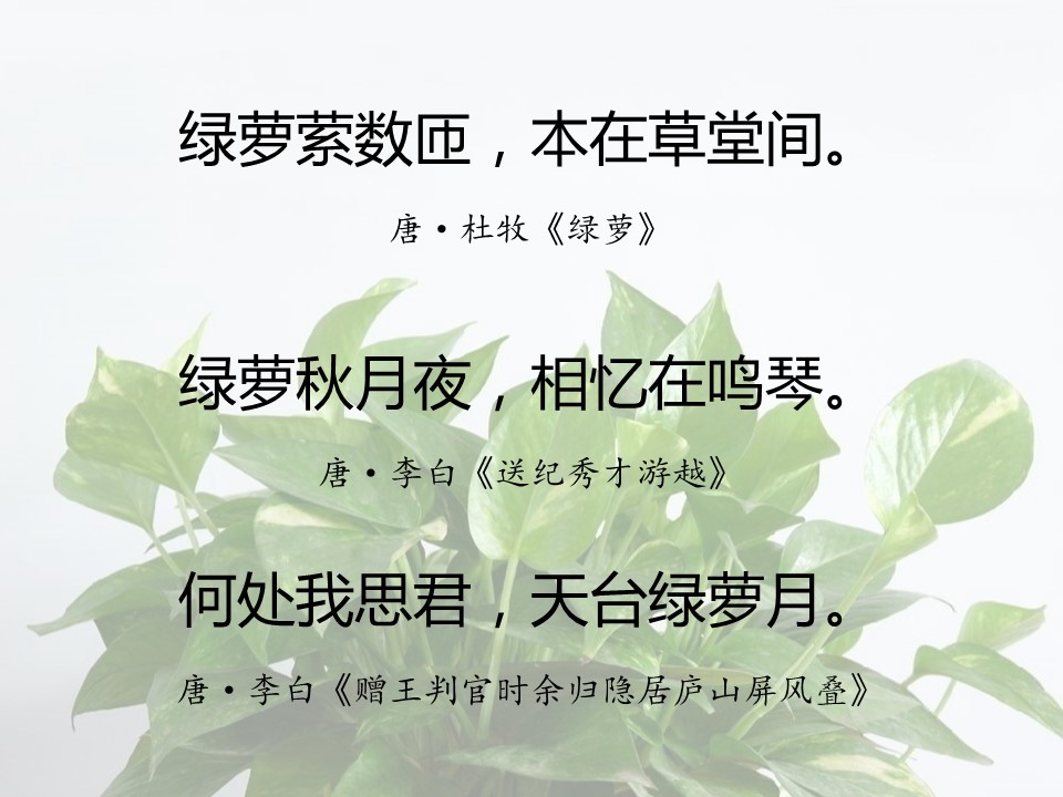 一句话赞美绿萝诗句（有关绿萝的经典名诗）