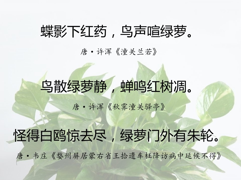 一句话赞美绿萝诗句（有关绿萝的经典名诗）